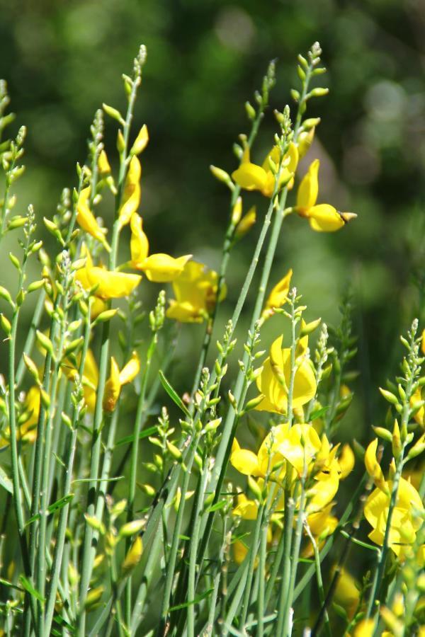 Case Natura Pontedassio Dış mekan fotoğraf