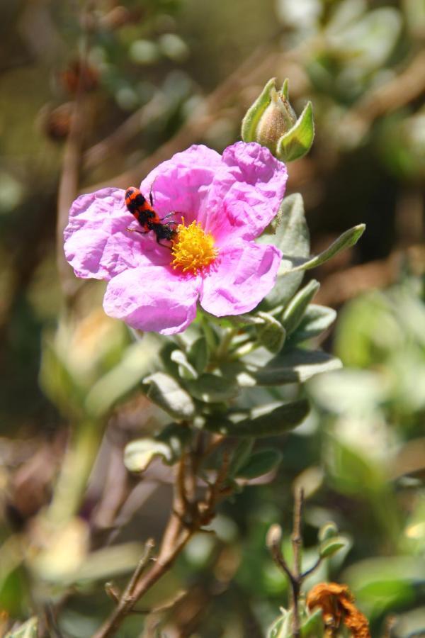 Case Natura Pontedassio Dış mekan fotoğraf